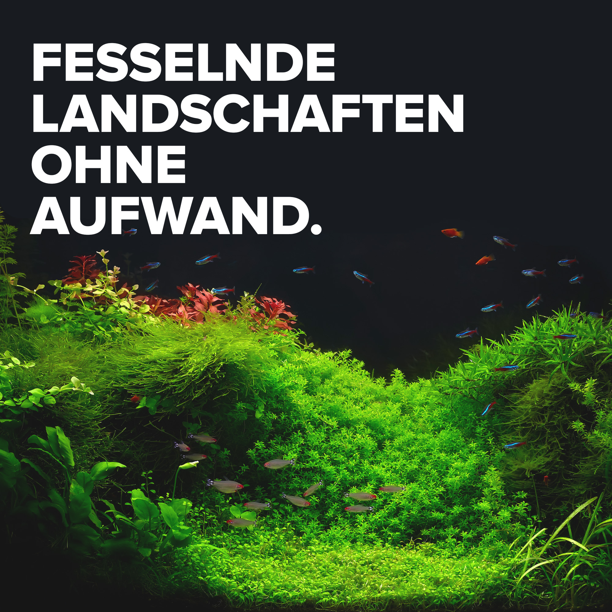 Aquascape mit dichten Wasserpflanzen und Fischen